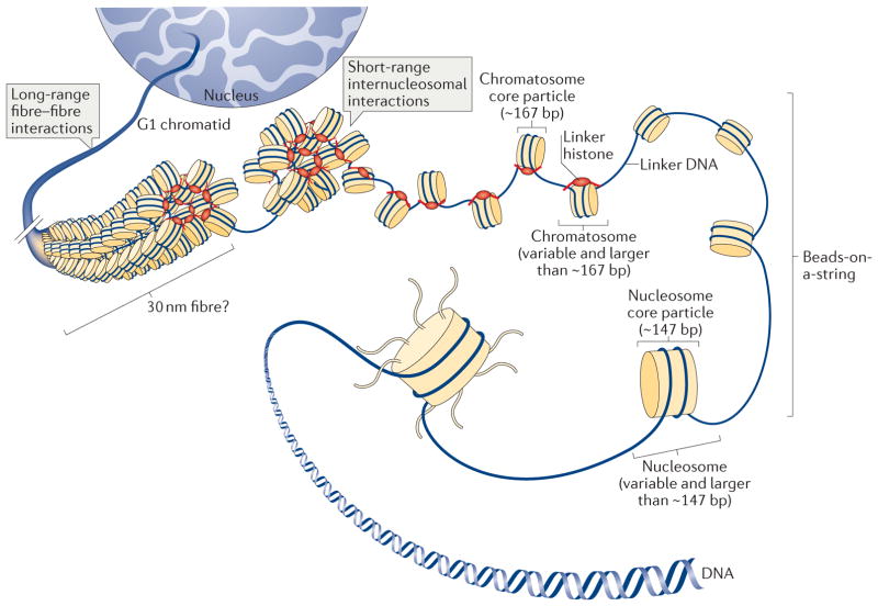 nucleosomes and their role in chromatin compaction