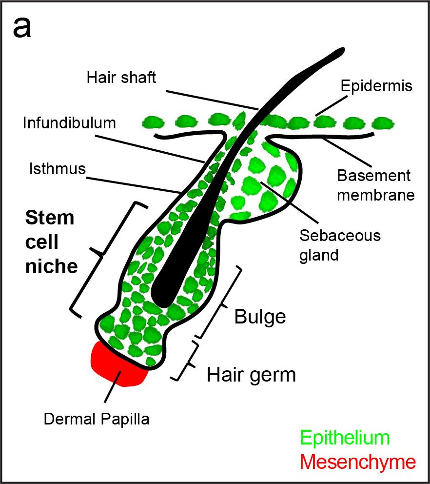 the mouse hair follicle niche the mouse hair follicle niche
