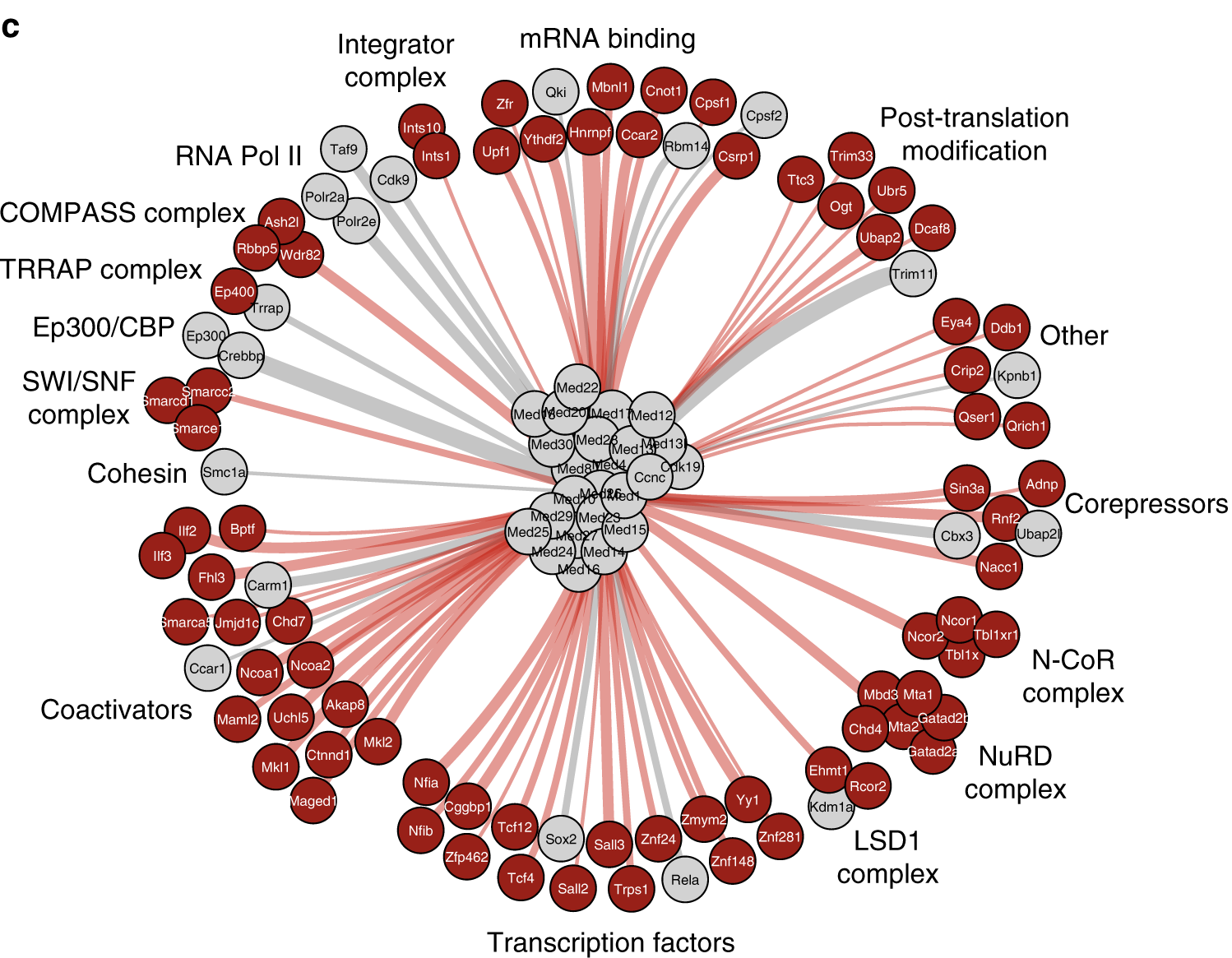 interaction network of Mediator subunits in mouse neural cells