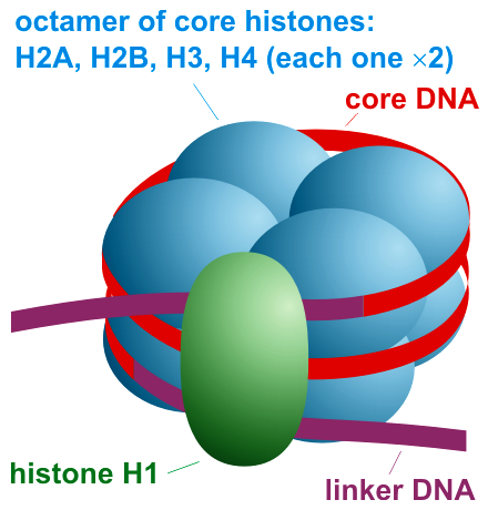 Schematic representation of a nucleosome
