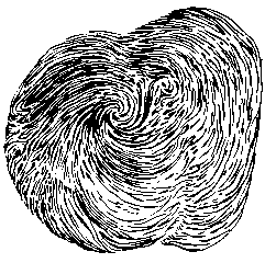 spiraling muscle fibers at
the apex of the heart