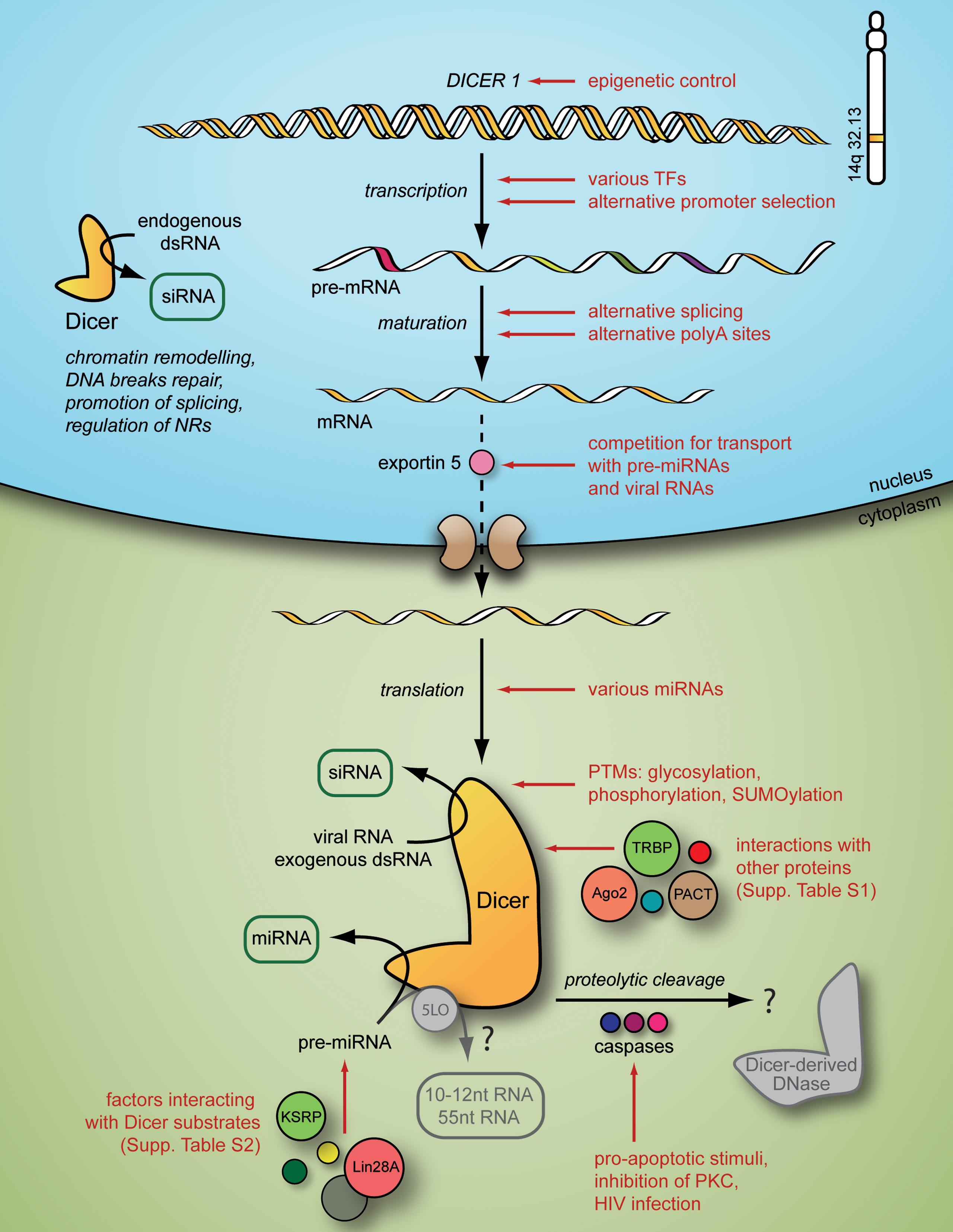 [Image: some factors
			in the regulation of Dicer]