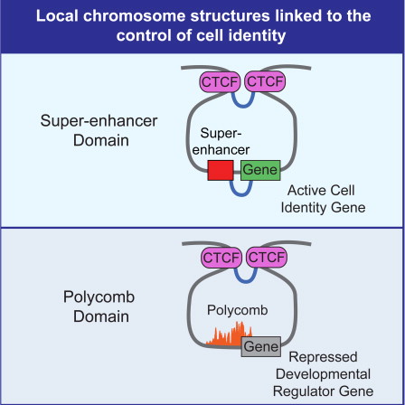 Drawing of chromosome loops